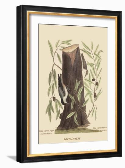 Nuthatch-Mark Catesby-Framed Art Print