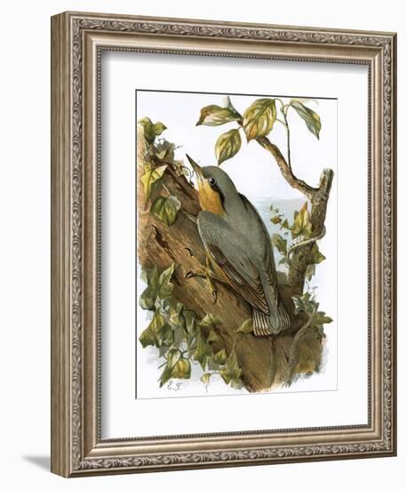 Nuthatch-English-Framed Giclee Print