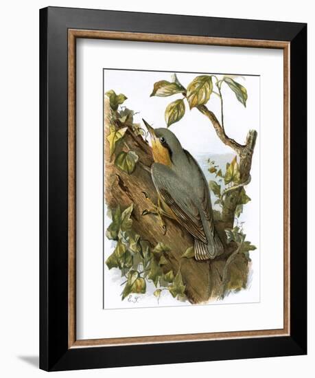 Nuthatch-English-Framed Giclee Print