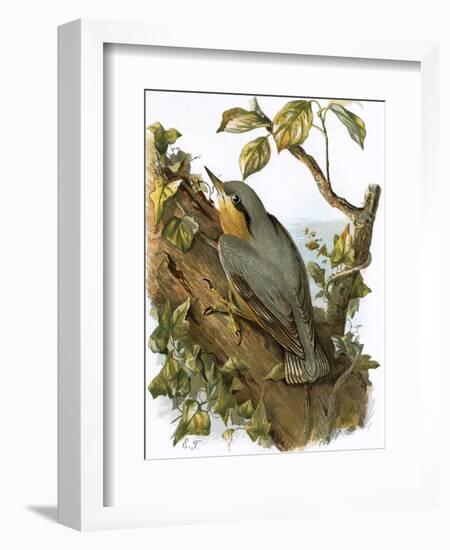 Nuthatch-English-Framed Giclee Print