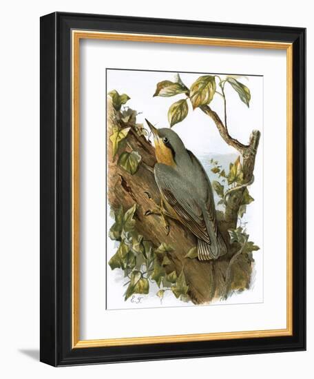 Nuthatch-English-Framed Giclee Print