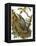 Nuthatch-English-Framed Premier Image Canvas