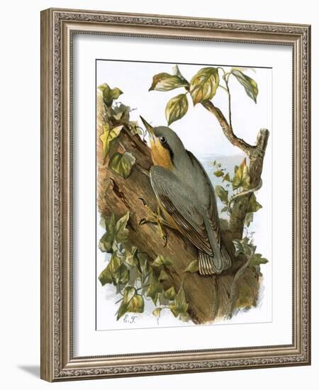 Nuthatch-English-Framed Giclee Print