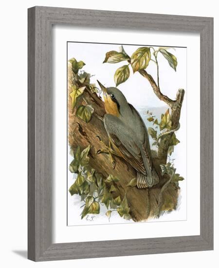 Nuthatch-English-Framed Giclee Print