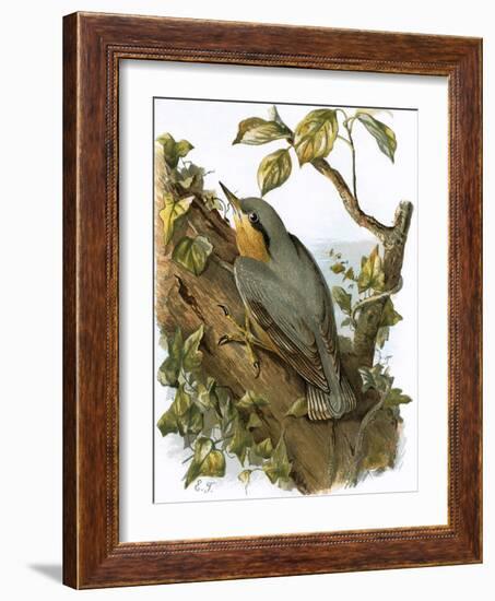 Nuthatch-English-Framed Giclee Print