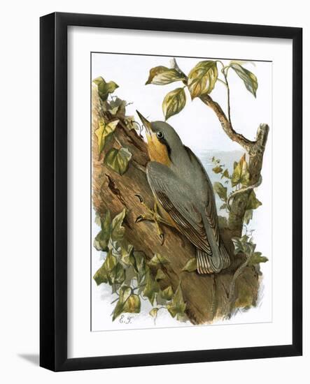 Nuthatch-English-Framed Giclee Print