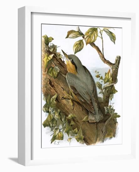 Nuthatch-English-Framed Giclee Print