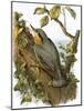 Nuthatch-English-Mounted Giclee Print