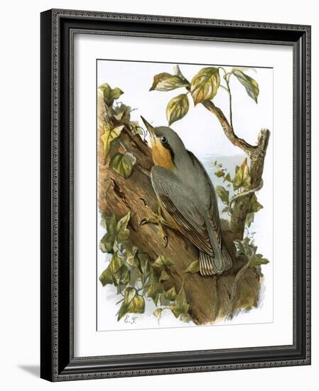 Nuthatch-English-Framed Giclee Print