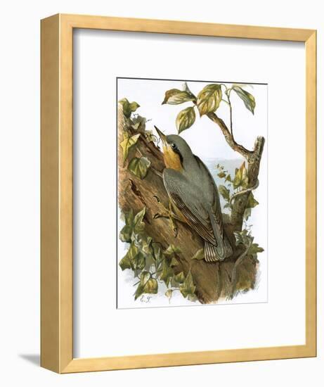 Nuthatch-English-Framed Premium Giclee Print