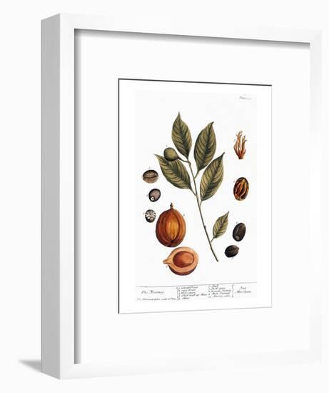 Nutmeg, 1735-Elizabeth Blackwell-Framed Premium Giclee Print