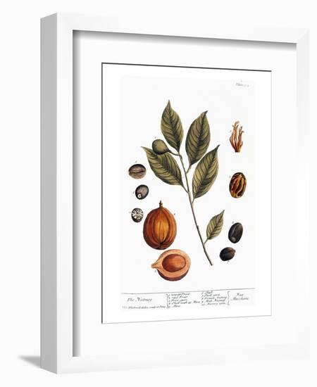 Nutmeg, 1735-Elizabeth Blackwell-Framed Premium Giclee Print