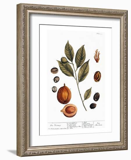 Nutmeg, 1735-Elizabeth Blackwell-Framed Giclee Print