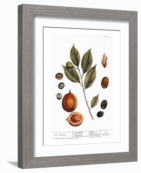 Nutmeg, 1735-Elizabeth Blackwell-Framed Giclee Print