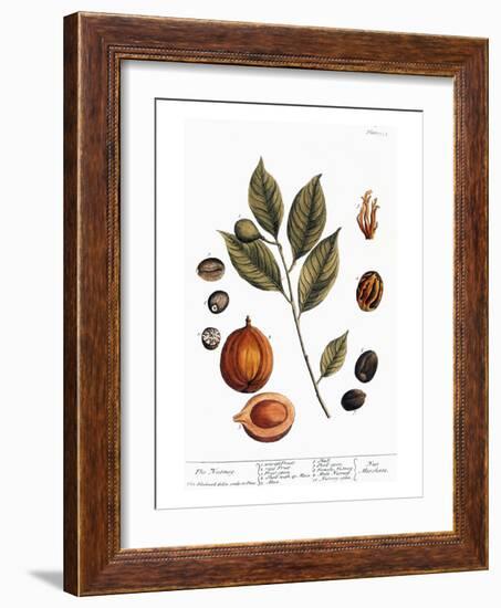 Nutmeg, 1735-Elizabeth Blackwell-Framed Giclee Print