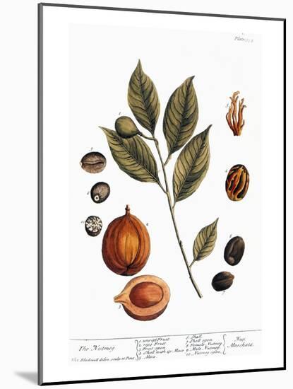 Nutmeg, 1735-Elizabeth Blackwell-Mounted Giclee Print