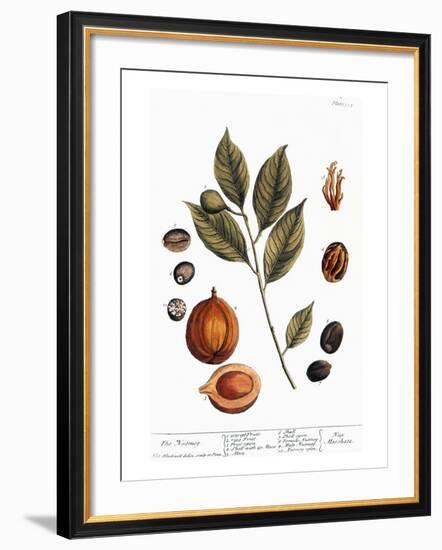 Nutmeg, 1735-Elizabeth Blackwell-Framed Giclee Print