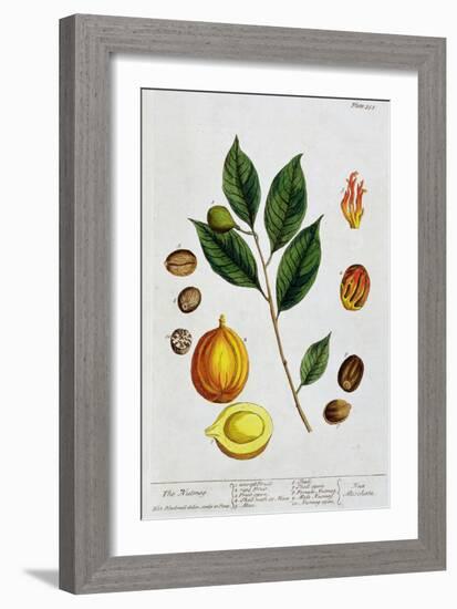 Nutmeg, 1782-Elizabeth Blackwell-Framed Giclee Print