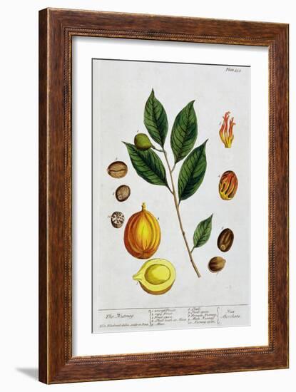 Nutmeg, 1782-Elizabeth Blackwell-Framed Giclee Print