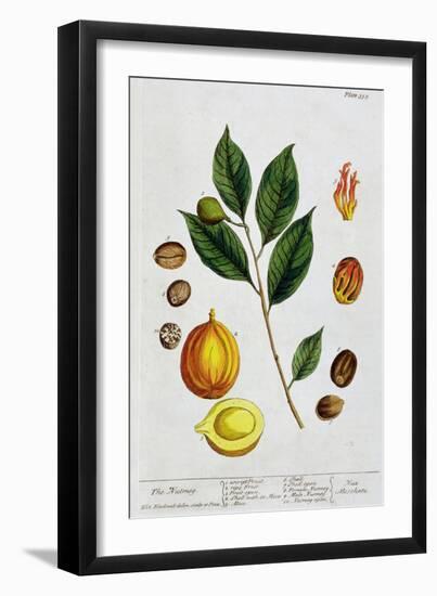 Nutmeg, 1782-Elizabeth Blackwell-Framed Giclee Print