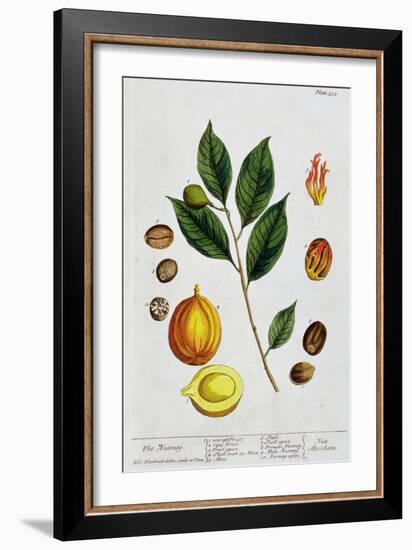 Nutmeg, 1782-Elizabeth Blackwell-Framed Giclee Print