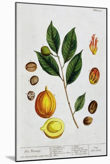 Nutmeg, 1782-Elizabeth Blackwell-Mounted Giclee Print