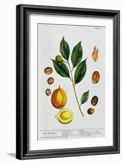 Nutmeg, 1782-Elizabeth Blackwell-Framed Giclee Print