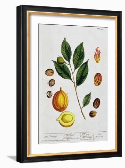 Nutmeg, 1782-Elizabeth Blackwell-Framed Giclee Print