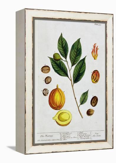 Nutmeg, 1782-Elizabeth Blackwell-Framed Premier Image Canvas