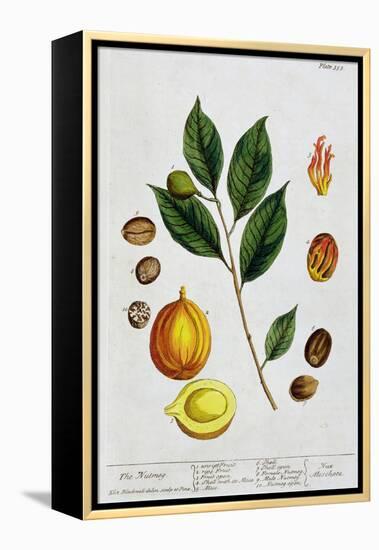 Nutmeg, 1782-Elizabeth Blackwell-Framed Premier Image Canvas