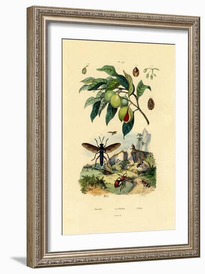 Nutmeg, 1833-39-null-Framed Giclee Print