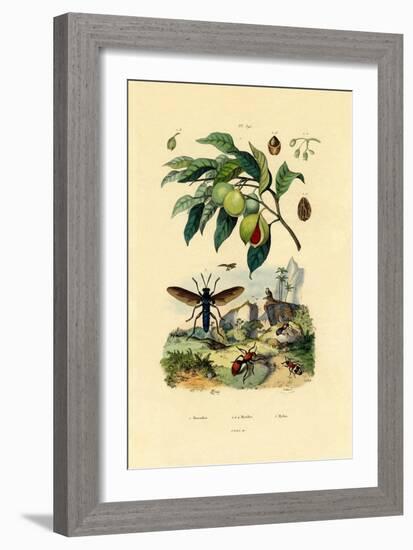 Nutmeg, 1833-39-null-Framed Giclee Print