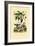 Nutmeg, 1833-39-null-Framed Giclee Print