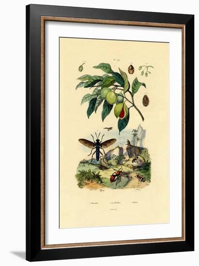 Nutmeg, 1833-39-null-Framed Giclee Print