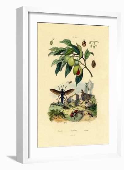 Nutmeg, 1833-39-null-Framed Giclee Print