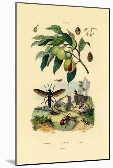 Nutmeg, 1833-39-null-Mounted Giclee Print