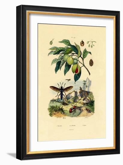 Nutmeg, 1833-39-null-Framed Giclee Print