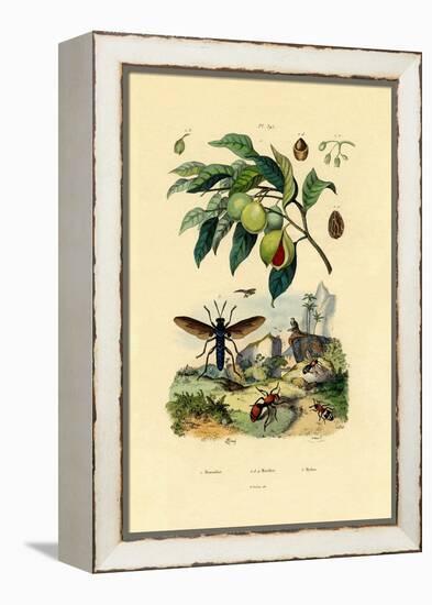 Nutmeg, 1833-39-null-Framed Premier Image Canvas