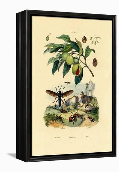 Nutmeg, 1833-39-null-Framed Premier Image Canvas