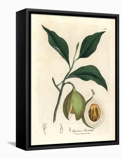 Nutmeg and Mace Tree, Myristica Moschata, Myristica Fragrans-James Sowerby-Framed Premier Image Canvas