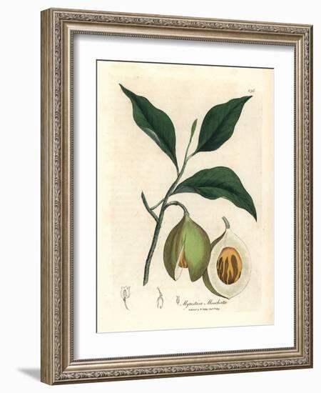 Nutmeg and Mace Tree, Myristica Moschata, Myristica Fragrans-James Sowerby-Framed Giclee Print