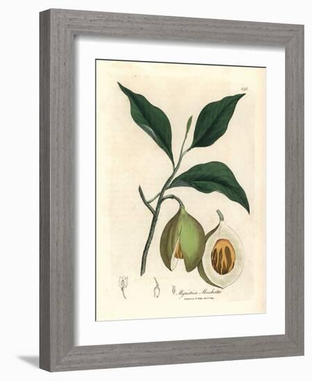 Nutmeg and Mace Tree, Myristica Moschata, Myristica Fragrans-James Sowerby-Framed Giclee Print