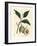 Nutmeg and Mace Tree, Myristica Moschata, Myristica Fragrans-James Sowerby-Framed Giclee Print