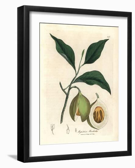 Nutmeg and Mace Tree, Myristica Moschata, Myristica Fragrans-James Sowerby-Framed Giclee Print