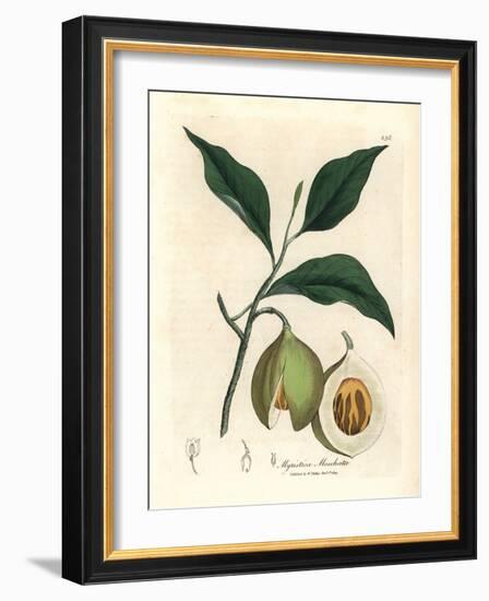 Nutmeg and Mace Tree, Myristica Moschata, Myristica Fragrans-James Sowerby-Framed Giclee Print
