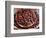 Nutmeg in Public Market, Castries, Caribbean-Greg Johnston-Framed Photographic Print