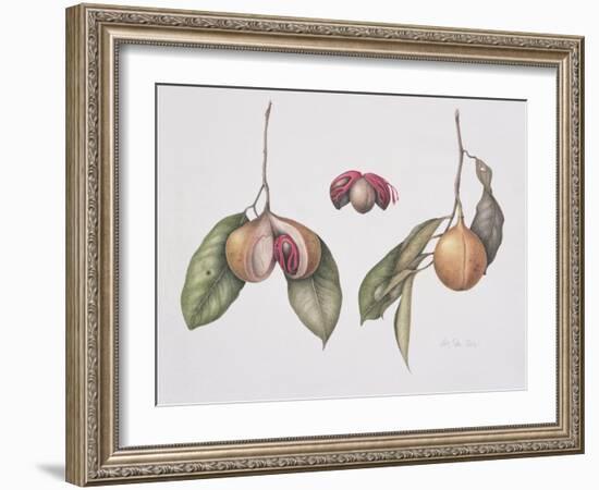 Nutmeg (Myristica Fragrans) 2004-Margaret Ann Eden-Framed Giclee Print