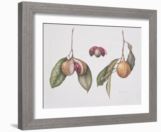 Nutmeg (Myristica Fragrans) 2004-Margaret Ann Eden-Framed Giclee Print