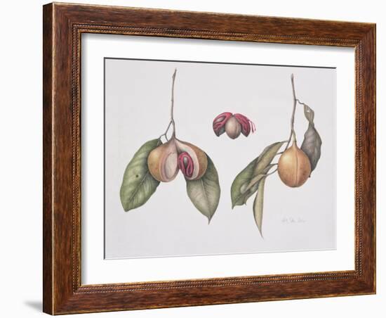 Nutmeg (Myristica Fragrans) 2004-Margaret Ann Eden-Framed Giclee Print