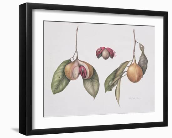 Nutmeg (Myristica Fragrans) 2004-Margaret Ann Eden-Framed Giclee Print